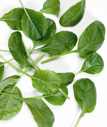 Picture of Komatsuna - Mustard Spinach